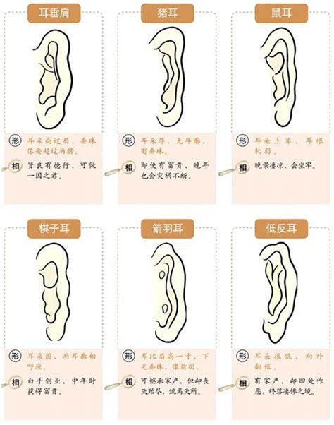 耳垂外翻 面相|面相耳朵图解【最详细版】 – 杨易德全集官网